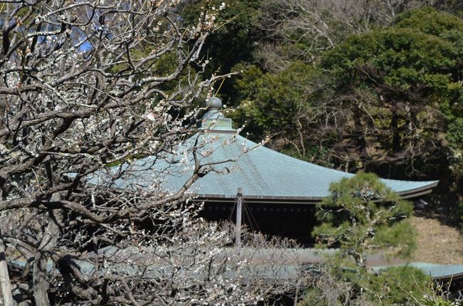 古都鎌倉は四季折々の花が美しい。<br /><br />古寺に咲く梅を求めて、鎌倉を歩いてみた。<br />今年の梅の開花は早く、今の時期鎌倉でも見ごろの梅を見ることが出来た。<br /><br />北鎌倉から出発して源氏山を通り、東は瑞泉寺まで足を延ばした。<br /><br />【前半】<br />（１）東慶寺　参道に120本の梅が素晴らしい。枝垂れ梅も。<br />（２）浄智寺　本数は少ないがやはり枝垂れ梅。<br />（３）源氏山　あまり梅は無いような。富士山が見えた。<br />（４）海蔵寺　ここの枝垂れ梅もお寺にマッチする。（表紙の写真）<br />（５）英勝寺　尼寺にさく梅。竹林も立派。<br />（６）浄光明寺　静かな佇まい。<br /><br />【後半】<br />（７）鶴岡八幡宮　梅はあまり無い。<br />（８）宝戒寺　「思いのまま」や枝垂れ梅も。<br />（９）鎌倉宮　梅はあまり無い。<br />（10）瑞泉寺　梅の名所、120本の梅。黄梅の由来の木も。<br />（11）荏柄天神社　少ないが紅白の梅。<br />（12）杉本寺　梅はあまり期待できない<br />（13）報国寺　梅は綺麗に丸く剪定。竹林が立派。<br /><br />鎌倉の花だより旅行記は以下です。<br />●古都鎌倉　梅めぐり　（前半：東慶寺、浄智寺、海蔵寺、英勝寺、浄光明寺）　2017<br />　http://4travel.jp/travelogue/11217592<br />●古都鎌倉　梅めぐり　（後半：鶴岡八幡宮、宝戒寺、鎌倉宮、瑞泉寺、荏柄天神社、杉本寺、報国寺）<br />　http://4travel.jp/travelogue/11218365<br />●紅葉巡り　古都鎌倉　（前半：円覚寺、東慶寺、浄智寺）2016<br />　http://4travel.jp/travelogue/11195573<br />●紅葉巡り　古都鎌倉　（後半：源氏山ー化粧坂切通しー海蔵寺ー鶴岡八幡宮ー建長寺）　2016<br />　http://4travel.jp/travelogue/11195813<br />●鎌倉紅葉ハイキング　２０１３　金沢文庫から、能見堂緑地（六国峠ハイキングコース）、大丸山、天園、紅葉谷、祇園山、鎌倉<br />　http://4travel.jp/travelogue/10838403<br />●鎌倉紅葉ハイキング　２０１２　大船から鎌倉湖、百八やぐら、大平山、天園、紅葉谷<br />　http://4travel.jp/travelogue/10730403<br />●神奈川探訪（２３）　鎌倉　紅葉ハイキング、紅葉谷、瑞泉寺　2011<br />　http://4travel.jp/travelogue/10627067<br />●神奈川探訪（２０）　鎌倉　アジサイ便り　東慶寺、明月院、長谷寺、成就院　2011<br />　http://4travel.jp/travelogue/10577853<br />●神奈川探訪（１６）　鎌倉　寺めぐり　円覚寺、東慶寺、建長寺、鶴岡八幡宮、大仏　ロウバイなど　2011年1月<br />　　http://4travel.jp/travelogue/10534598