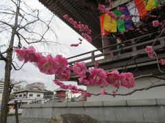 西新井大師に梅の花を見に行きました