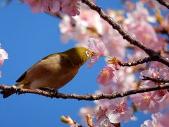 大堀川リバーサイドパークの桜とメジロ