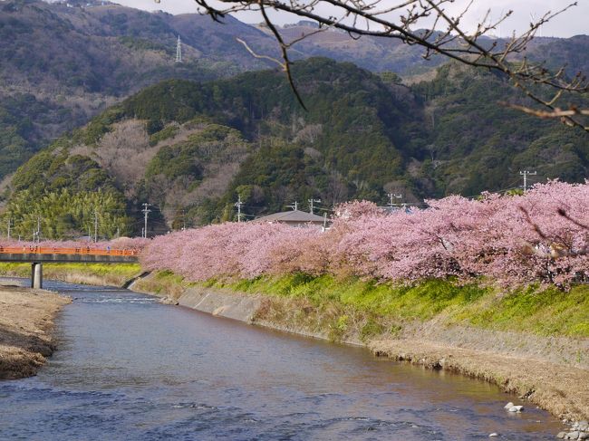 確か、三度目の訪問になりますが・・<br />　<br />一度目に行った平成13年3月4日に、河津桜の苗を買ってきて<br />15年間育ててきたのですが、昨年の北欧旅行の際、枯らしてしまいました。<br />とても残念で、<br />思い立って、河津桜が咲いているときには必ず苗が売っているので<br />急遽出かけてきました。<br /><br />見ごろは、盛りを過ぎていましたが<br />まだまだ、見る価値があり良かったです。<br /><br />今年は参考になりませんが、ご覧ください。<br />画像だけで、内容には乏しいので、流してみてくださいネ。