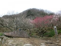 2017冬 湯河原：南郷山、幕山、七分咲きの湯河原梅林