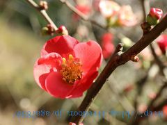 #317　2017年1月28日　熱海　熱海梅園梅まつりぃ（2）・・・表紙の写真を見て『梅』と思った人　間違ってます　これは『ぼけ：木瓜』です　ぼけの花の方が綺麗なんですけどね・・・・（笑　