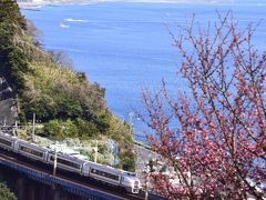 早春の根府川に咲くおかめ桜を見に訪れてみた（まだちょっと早かった？編）