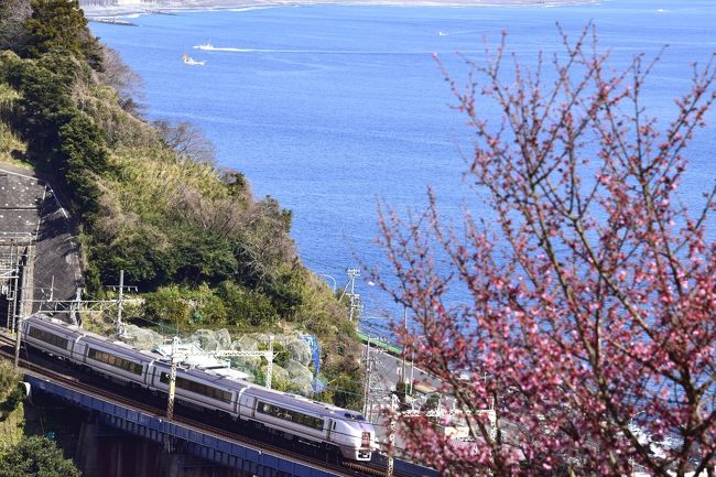 早咲き桜としても知られている「おかめ桜」が咲き広がる風景を探しに、早春の根府川の地を散策してみました。