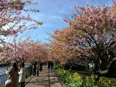 河津桜を観たくて1泊2日で行って来ました！【伊豆今井浜東急ホテル】2017年2月