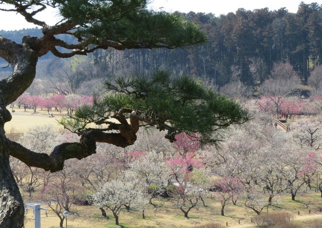 水戸の「偕楽園」は、金沢の「兼六園」・岡山の「後楽園」とともに日本三大名園のひとつに数えられ、天保13年（1842）7月、水戸藩第9代藩主徳川斉昭により造られました。「偕楽園」の名は、「古の人は民と偕に楽しむ、故に能く楽しむなり」という中国の古典「孟子」の一節から名づけられました。造園に際し、斉昭公は自らその構想を練り、藩校弘道館を勉学・修行の場、偕楽園を休息の場として互いに対をなす一体の施設として設計した、と言われています。<br /><br />表門から一の木戸を抜けると、孟宗竹林、大杉森、クマザサが茂る幽遠閑寂な「陰の世界」が広がります。そしてさらに、その先へ進んでいくと好文亭が現れ、見晴らしがよく開かれた「陽の世界」を感じることができます。斉昭公は「偕楽園記」のなかで、「陰と陽の相反するものの調和によって、万物は健全育成するという原理に基づき、人間もまた屈伸して身体や心の調和を図り、修養につとめよ」　と書き表しています。<br /><br /><br />広大な園内には約100品種3,000本の梅が植えられており、早咲き・中咲き・遅咲きと、長い期間に渡って観梅を楽しめるのが特徴です。 また、梅まつり期間中の日曜日は観梅デーとして、野点茶会や水戸の梅大使・水戸黄門一行との写真撮影サービス、水戸黄門祭り太鼓演奏などが行われます。又、「全国梅酒まつりin水戸」が3月3日（金）～5日（日）に偕楽園隣接の常盤神社境内で、「夜・梅・祭2017」が3月4日（土）弘道館、3月11日（土）偕楽園で行われます。