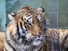 バケツ一杯500円の餌を買えば、象さんなどいろんな動物ににえさやりができます。動物とふれあいいっぱいしろとり動物園