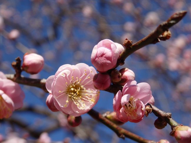 青空が広がった2月半ばの日曜日、伊豆や小田原の河津桜が見頃のようでしたがそこまで遠出する元気？はなく、近場のお花見スポットから府中の「郷土の森梅まつり」を見つけて観梅をしてくることに。<br />この日が初訪問だった府中市郷土の森博物館、いつも行く小金井公園とはまた違った趣きがあってよい所でした。<br /><br />旅行記というよりお散歩日記レベルですが、よかったら最後までご覧下さい。