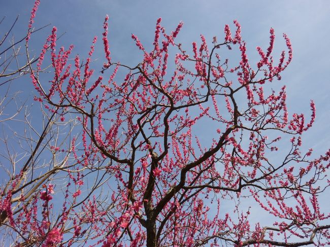 向島百花園へ行きました。天気がよかったので自宅から徒歩で行きました。高校生の時に行って以来ですから４５年ぶりになります。晴天の日曜日ということもありカメラを持った人がたくさんいました。園内は４５年前の記憶とすっかり変わり整備されていました。前は池の中には水草があり、周囲は葦がいっぱい生えていました。樹木で見通しが悪かったのに今は全体が見渡せます。梅が盛りを過ぎていたのが残念でしたが久しぶりに日本庭園を楽しむことができました。帰りに「志”満ん草餅」を買ってきました。