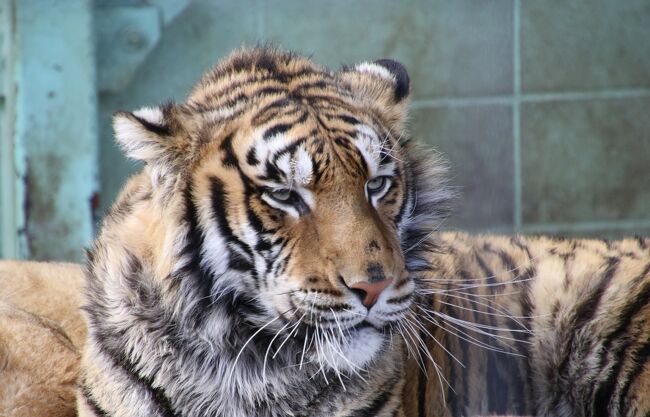 バケツ一杯500円の餌を買えば、象さんなどいろんな動物ににえさやりができます。動物とふれあいいっぱいしろとり動物園