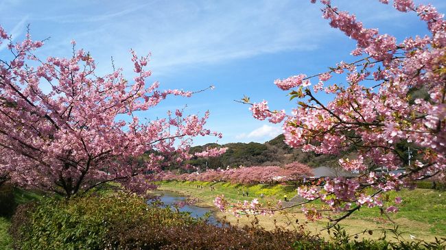 一泊二日で南伊豆下賀茂の河津桜と菜の花を見に行って来ました。<br />満開見頃には、少し遅かったようですが、まだまだきれいな花見を楽しむことができました。<br /><br />今回のお泊まりは、DHC直営の赤沢温泉ホテル。<br />おいしい海の幸料理と温泉を満喫してきました。<br /><br />ちょこっと、稲取の吊し雛も。<br />