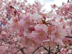 河津桜　　ＩＮ　わかくさ公園