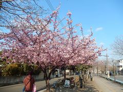 ふじみ野市の咲き始めた河津桜はついに満開になりました