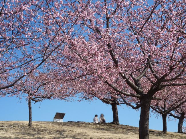 伊勢崎市の「いせさき市民のもり公園」に行ってきました。<br /><br />前回訪れたとき（2017.02.16.）には未だ開花していなかった河津桜ですが、今回（2017.02.27.）は５分咲きくらいになっていました。<br />見頃が近くなっています。