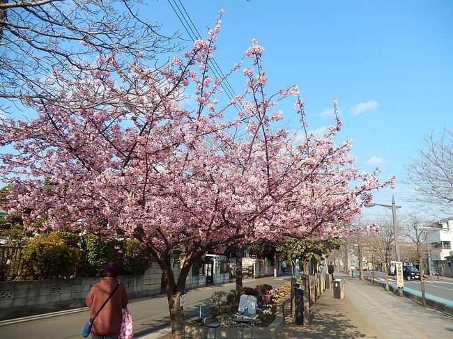 2月27日、午後3時頃にふじみ野市鶴ケ岡中央通りにある河津桜を見に行きました。　丁度満開でとても美しかった。　1/31に開花始めてから約1か月になります。<br /><br /><br /><br />*写真はふじみ野市鶴ケ岡中央通りの満開の河津桜