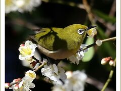 Solitary Journey［1878］一足早い春の訪れ♪梅の花の香りに誘われてはしゃぎまわるメジロたち＜冠山総合公園＞山口県光市室積村