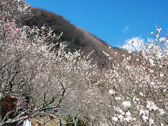 幕山に登って湯河原梅林で見ごろの梅の宴へ