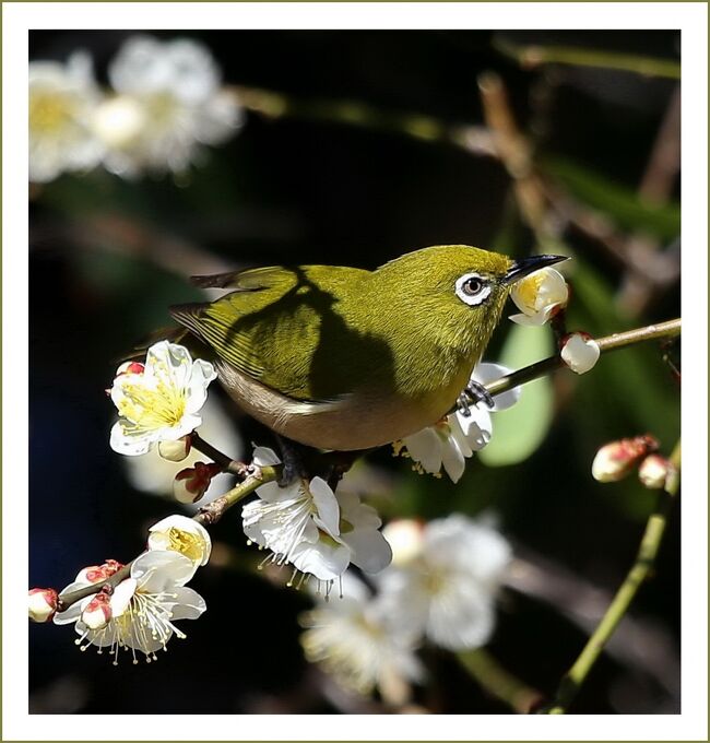 ■一足早い春の訪れ♪～梅の花の香りに誘われてはしゃぎ回るメジロたち～<br /><br />【　手記　】<br />　一足早く春の到来を感じさせる梅の花。光市の冠山総合公園梅の里も今が見ごろ、オレが行かずば、誰が行く！なんちゃって。毎年のように訪れている梅まつりへ行って参りました。（一昨年と同じ文句ですダ・・＾＾ﾊﾊ･･）<br />　でも今年は、梅の花の香りに誘われてはしゃぎ回るたくさんのメジロたちと遭遇！観梅目的がメジロ撮影会になってしまいましたー。かわいかったですよおー。<br />　この日のドライブルートは、伊藤博文公資料館⇒冠山総合公園観梅⇒室積海商館通り⇒田布施町の古い町並み（初訪）⇒柳井市の古い町並み訪問でした。<br /><br />▽冠山総合公園・光の花物語‘梅まつり’／山口県光市室積村<br />　一足早く春の到来を感じさせる梅の花が、各地で順に開花シーズンを迎えています。寒さの中で健気に咲き誇る梅を見るのも乙なもの。梅の花は香りが良いので、見て楽しみ、香りで楽しむ事ができます。<br />　光の花の物語‘梅まつり’・・・県内最大の梅園、光市の冠山総合公園（梅の里）では、瀬戸内海が一望できる丘に100種約2,000本の梅が咲き誇り、春の訪れを感じさせてくれます。<br />