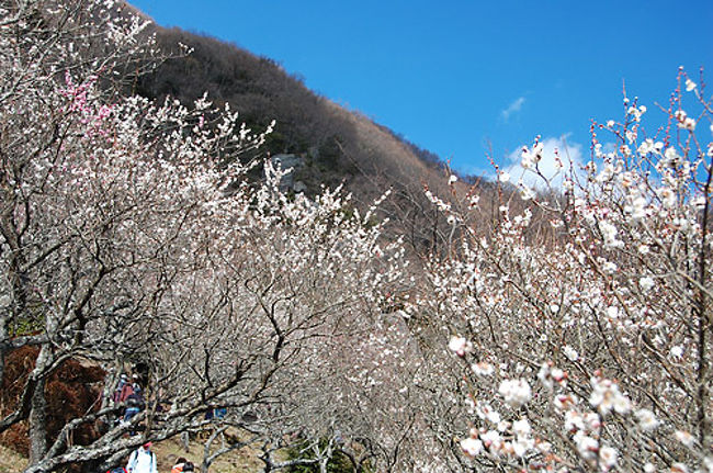 1月からほぼ毎週雪山を歩いていたので2月最終週は花見山行へ行くことに。<br />場所は湯河原から歩いて南郷山からクライミングでも有名な幕山を歩き、山麓の湯河原梅林で梅の花を愛でてきました。<br /><br />幕山は初めてだったのですが、南郷山からの縦走だと適度に歩け、途中では海を見下ろす好展望の場所もあり、結構満足できるコースでした。登山者だけでなく、梅見る観光客やクライミングでも賑わっていて興味深い山歩きが出来ました。<br /><br />コースタイム：6時間（マッタリ休憩2時間含む）<br />湯河原駅8:40～9:10鍛冶屋9:25～10:40南郷山～11:55幕山13:05～13:45湯河原幕岩（桃源郷）～14:15幕山公園＝バス＝湯河原駅