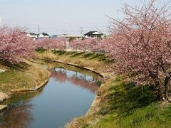 久喜市鷲宮地区青毛掘川畔の河津桜を楽しむ