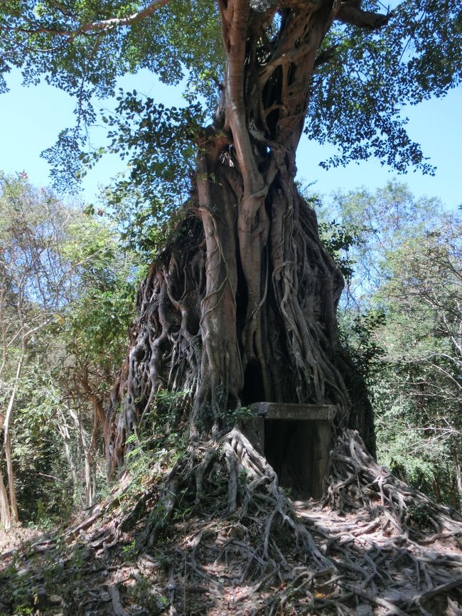 5日目：カンボジア第三の世界遺産登録対象地であるサンボー・プレイ・クック遺跡群を観光します。この日から、ガイドの方とは別に運転手の方も加わりました。こちらも西洋人観光客が多いようですが、チケット売り場の方の話だとこの日は私たちの前に15人程しか訪れていませんでした。午後にはオールド・マーケットで買い物。夜はホテルでマッサージを受け、ディナーを頂きました。<br /><br />【旅程】<br />　2/11（土）自宅→成田<br />　2/12（日）成田→ホーチミン→シェムリアップ<br />　2/13（月）アンコール・トム，タ・プローム，アンコール・ワット<br />　2/14（火）ベンメリア，コー・ケー遺跡群<br />★2/15（水）サンボー・プレイ・クック遺跡群，スピアン・コンポンクディ<br />　2/16（木）プレア・ヴィヒア寺院<br />　　　　　　 シェムリアップ→ホーチミン<br />　2/17（金）ホーチミン→成田→自宅