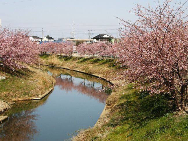 骨折で外出もできず、悶々としていたところ・・・<br />今日は朝から快晴で春らしく暖かな穏やかな日だったもので、家内が車で乗せていくので、気晴らしに、今ちょうど満開の河津桜でも見に行ってはと言ってくれたので、久喜市鷲宮地区青毛掘川畔の河津桜を楽しんできました。