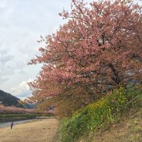 開花の予想が難しい、早く咲きすぎ2017年河津桜でお花見