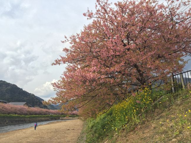 昨年と同じくらい２月の最後の週末に今井浜の宿を予約しましたが、今年は桜の開花が例年より２週間以上早く２月の二週目には早くも満開となってしまいました。いささか出遅れた感はありますが葉桜もまた風情。桜祭りは続行中でしたし、開花の時期がまちまちなこともあり桜もそこそこ楽しめる旅でした。<br />ちなみに2018年ですが、すでに昨年末には一部の枝では開花していました。例年1月に咲く寒桜も昨年の11月に咲き始めたそうです。台風の塩害のえいきょうだそうですが。