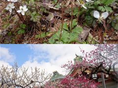 京都の春を求めて…「府立植物園と北野天満宮」