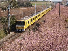 ２０１７年早春　宿泊費２泊５日の旅　一足早い春の花を求めての旅　【三浦海岸桜まつり】