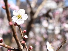 梅の咲く、偕楽園へ