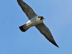 野鳥撮影記録（２０１７年３月）その１・湘南