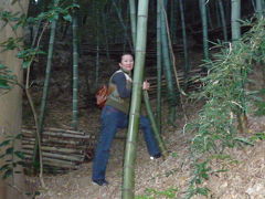 都立長沼公園・八王子酉の市・菊の花・高幡不動尊ライトアップ 2008年11月