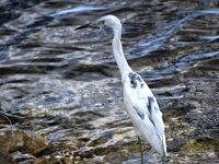 ダラスからフロリダの旅　サニベル編