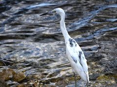 ダラスからフロリダの旅　サニベル編