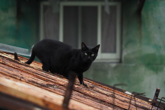 初めての台湾  猫拳的緩慢巡回記〈１〉スタートは１人旅 ♪