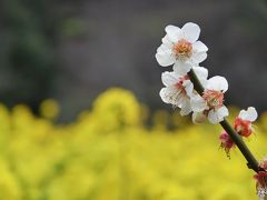 黄色と薄ピンク　イン　浜離宮庭園