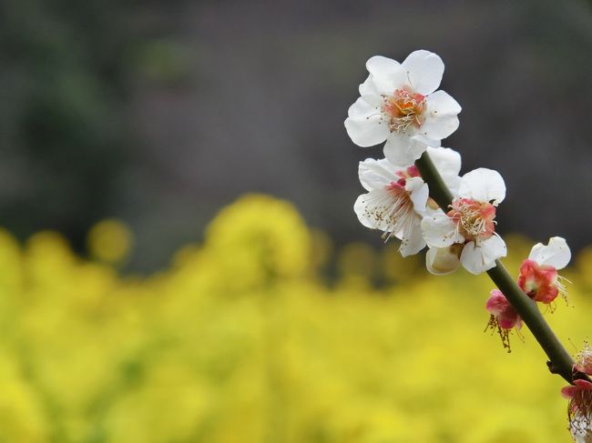 菜の花と梅の花が見頃でした。