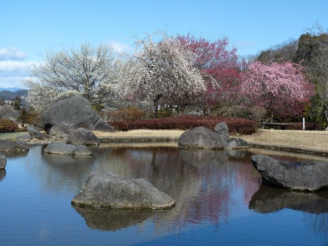 佐野市ではなく栃木市岩舟町の、みかも山公園の「万葉庭園」へ、ウメを見に行ってきました。<br /><br />「みかも山公園」といえば、東北道の佐野藤岡インターの東、国道50号線の「道の駅みかも」の横から入るという印象が強かったのですが、「万葉庭園」は「みかも山公園」の北部にあるので、西口の方が近いとのことでした。<br />しかし、「みかも山公園」の西側は東北道に隣接していて西からは入れませんので、西口へは公園の北側から入ります。<br /><br />「万葉公園」からの帰りに、ちょっと寄り道して、「牛石」という石を(遠くから)見てきました。