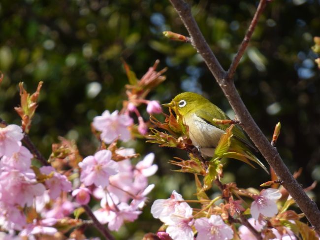 今年も伊豆半島の河津桜が満開という情報を耳にして、知多半島の河津桜ももうすぐ満開が近付くと予想を元に南知多町の聖崎公園の花の様子を確認に出掛けて来ました。<br /><br />聖崎公園に車から下りると暴風状態です。<br />満開で有れば数日で花が散ってしまいそうな風の強さです。<br />良かったですよ。<br />6分咲きとい所でしょうか。<br /><br />これから出掛ける方には見頃を迎えれると思います。<br /><br />写真は<br />多くのメジロが飛び交っていた様子の一羽を撮影しました。