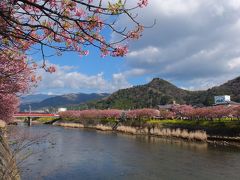 河津桜まつり