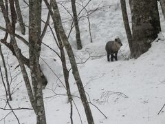 2017初春「雪見の温泉でリフレッシュ」（１_加仁湯）