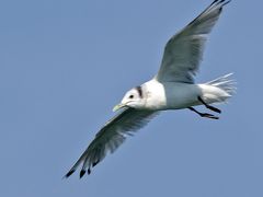 野鳥撮影記録（２０１７年３月）その１・漁港巡り