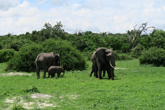 チョベ国立公園観光へ<br />サファリドライブとチョベ川のボートサファリで、国立公園を満喫します。