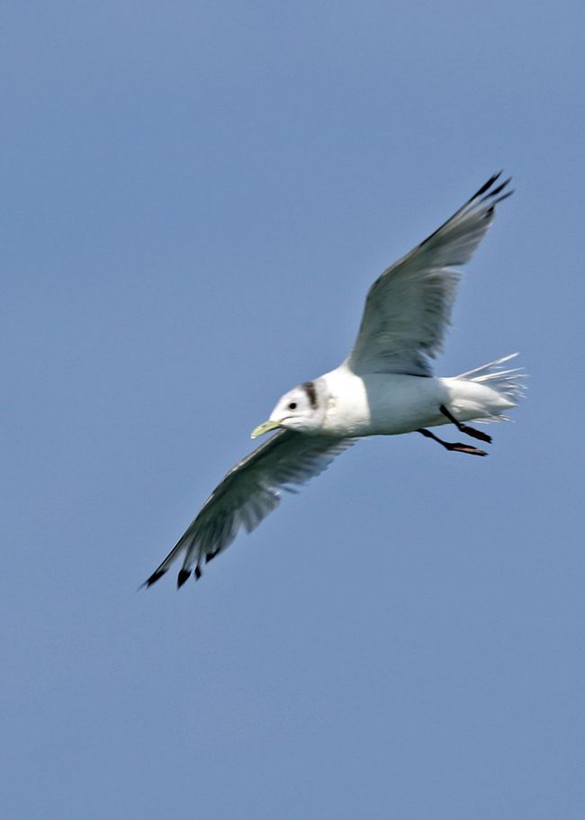 予報では季節風が強く吹きそうで港湾に避難する海鳥が多く見られるのではないかと勝手に期待して銚子から九十九里方面に出かけてみました。<br />残念ながら思ったほど風も弱く海も荒れていなくて鳥影はやや少なめだったように思います。<br />それでもそこそこの種類の海鳥が撮れてプチ遠征の成果はありました。<br />表紙はミツユビカモメ。カモメに弱い私には初見初撮りの鳥さんでした。