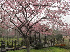 上海の顧村公園・河津桜