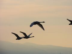 2017年3月4日　土曜日　さようならコハクチョウ・北帰行観察会（米子水鳥公園自然観察会）