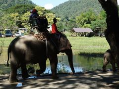 憧れのエレファントライド！その乗り心地は…　私にしては弾丸・初チェンマイの旅3-3