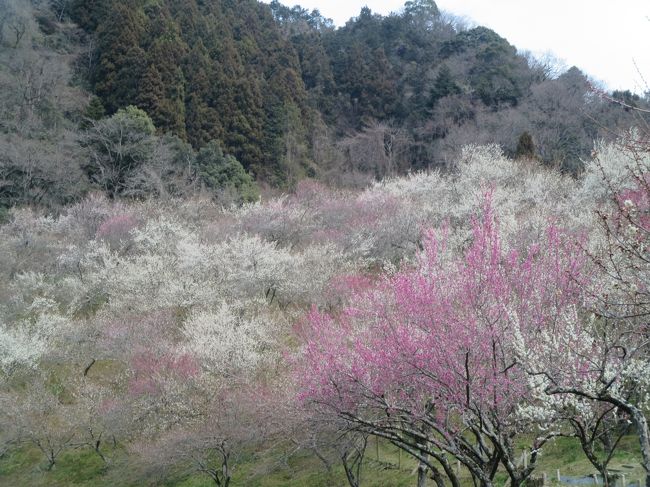 週末散歩　高尾の梅郷を散策