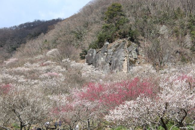 ２年ぶり３度目となる湯河原梅林へ出掛けました。<br />ネットで開花状況を調べると「見ごろ」となっていて、天気も良さそうなので出掛けたのですが、梅の花は「見ごろ過ぎ」といった感じでした。<br /><br />湯河原梅林は、２２年前に幕山の傾斜地に観光用にオープンしたもので、約４千本の紅梅・白梅が梅の絨毯のように咲き誇り、梅の香りに包まれます。<br />梅の木一本一本を見るというよりも、山肌を覆う梅の花のグラデーションを楽しむことができます。<br />今年の「梅の宴」は、２月４日～３月１２日まで、夜はライトアップもされています。<br /><br />２年前に訪ねた時の旅行記はこちらです。<br />http://4travel.jp/travelogue/10988513<br /><br />